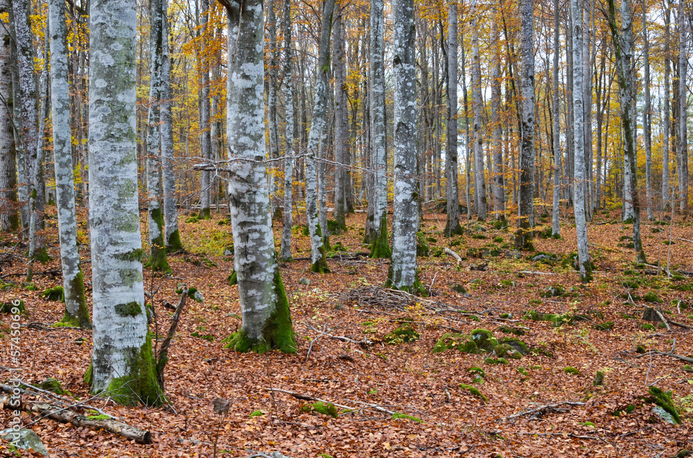 Beech forest view