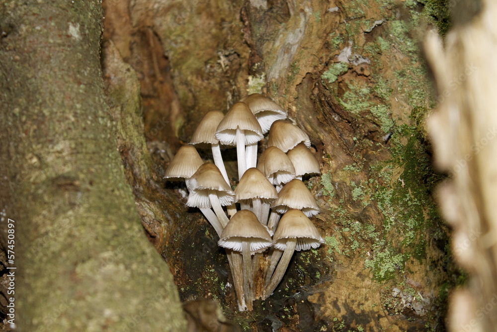 Fototapeta premium Funghi