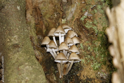 Funghi photo