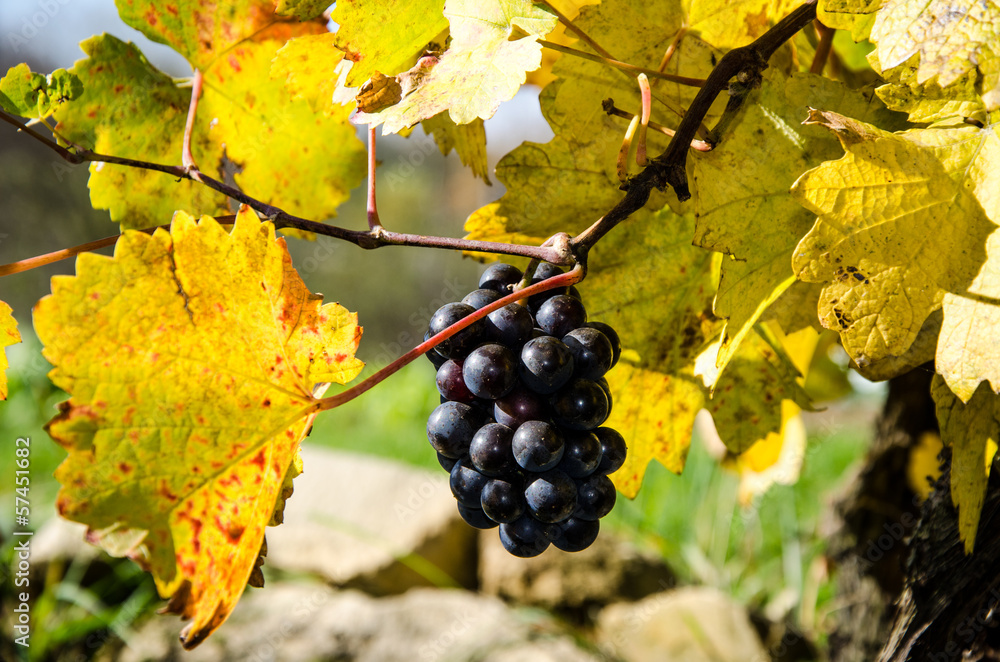 Fototapeta premium black grapes