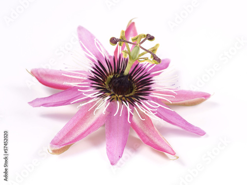 Passion Flower (Passiflora L.) on a white background