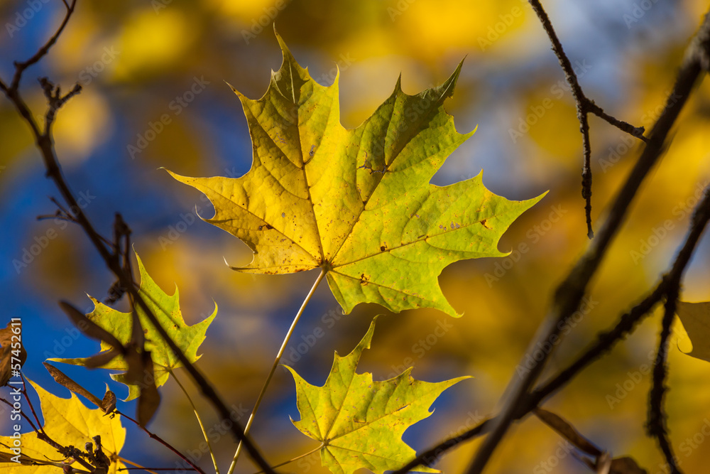 Autumn yellow maple leaves
