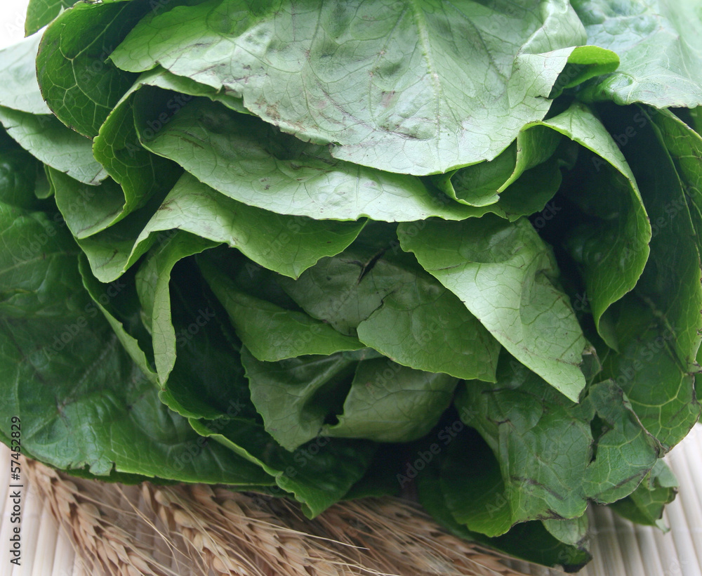 Fototapeta premium salat
