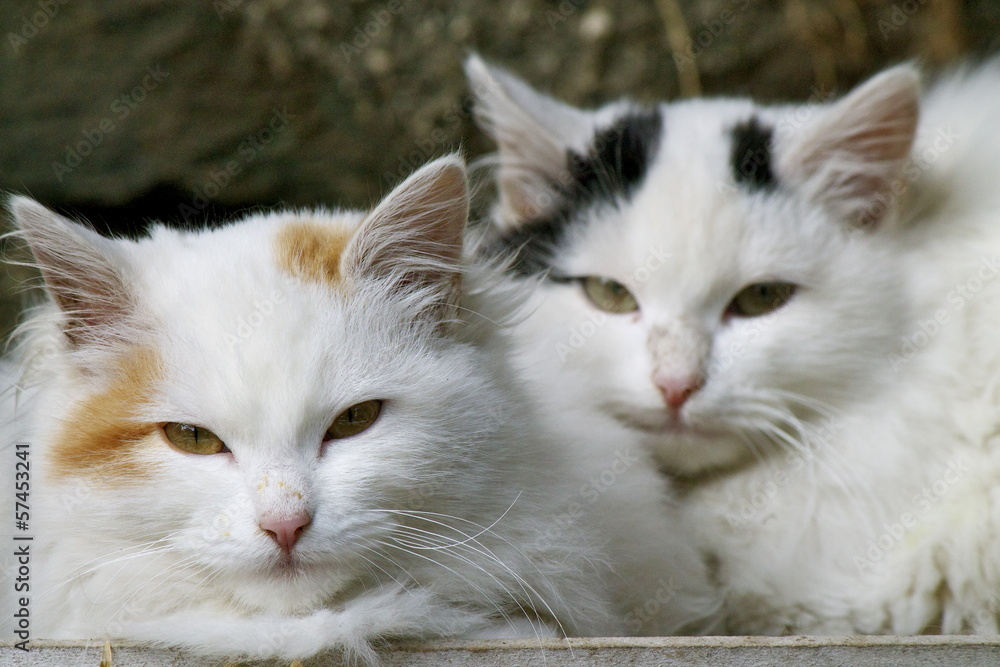 Gatti StockFoto Adobe Stock
