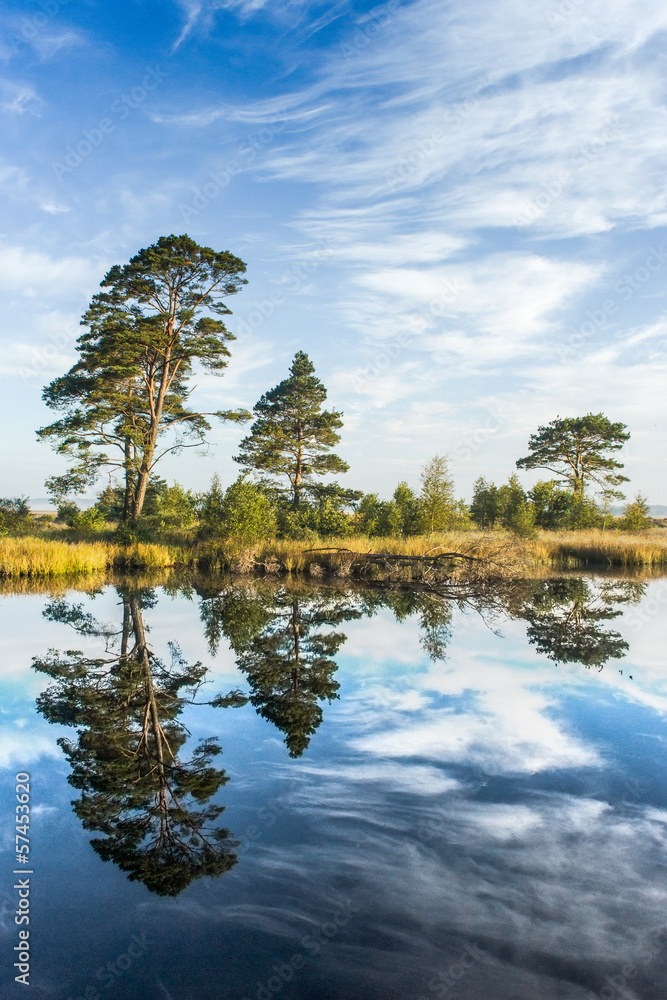 Obraz premium Reflections on a calm swamp lake