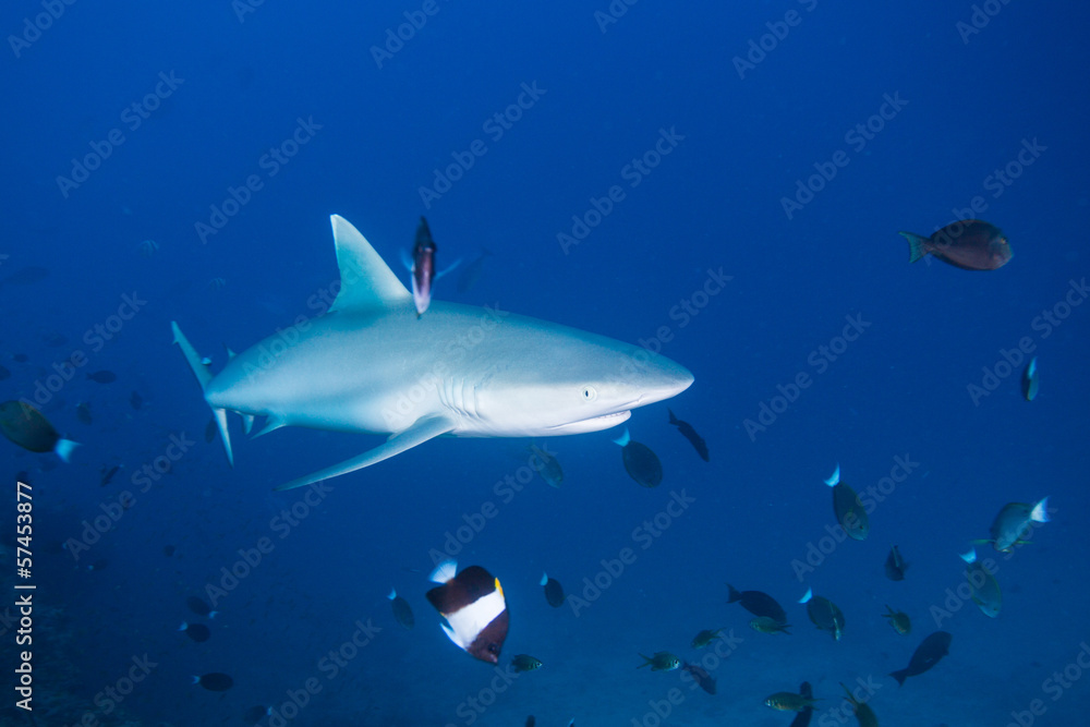 gray reef shark gray reef shark
