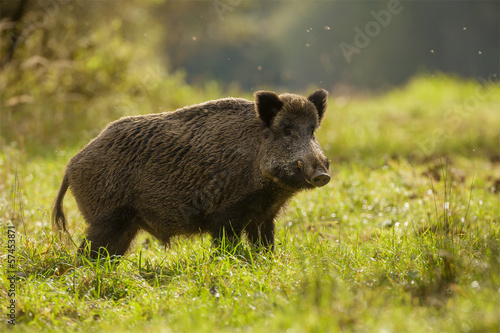 Wild boar, backlit, foraging for apples