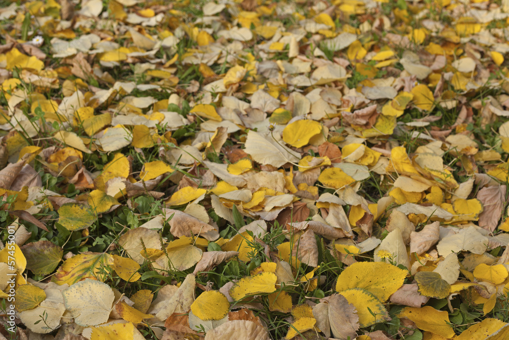 Linden leafs on green grass at autumn Linden leafs on green grass at autumn