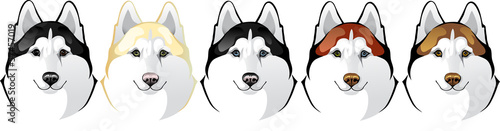 Vector head of a dog breed Siberian Husky
