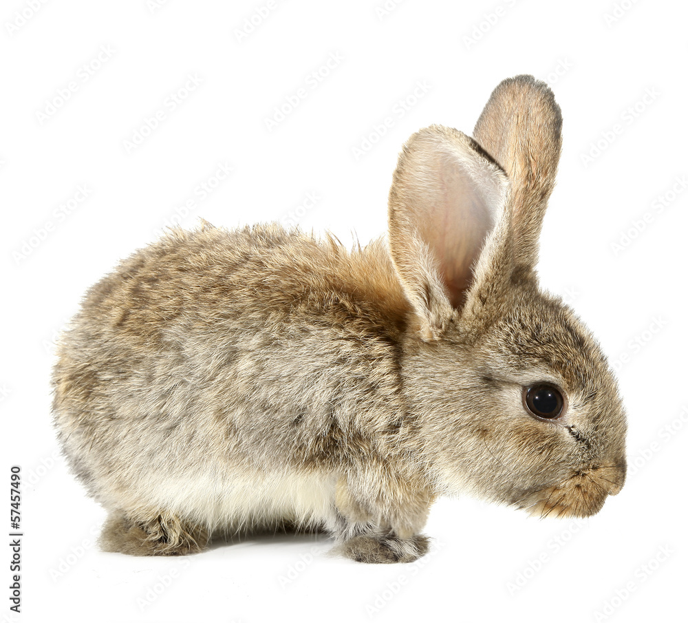 Brown rabbit bunny isolated on white background