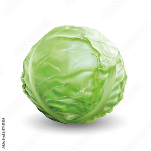 Cabbage. Vector illustration.