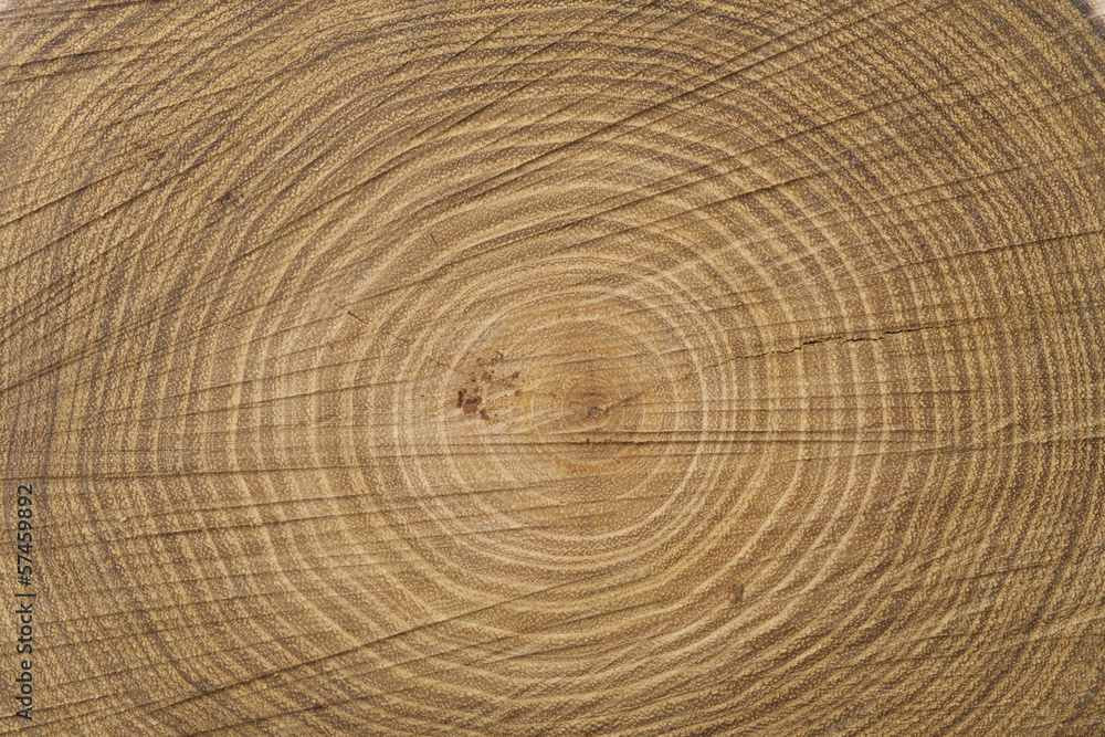 Naklejka premium Tree cross section