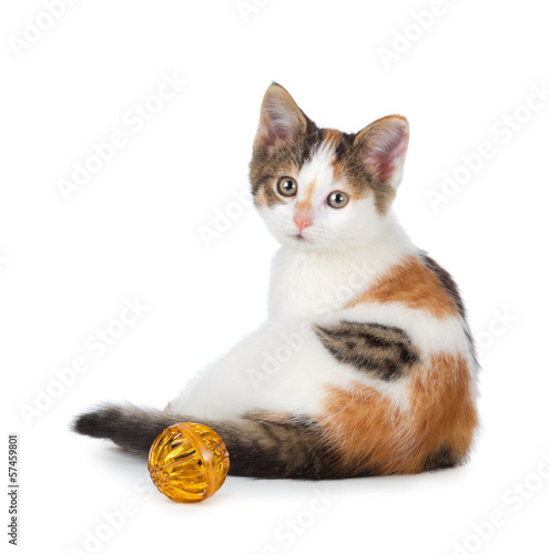 Картината върху платно Cute calico kitten sitting next to a toy on a white background.