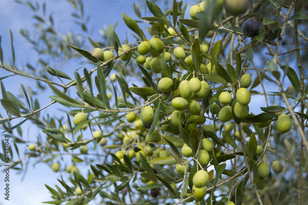 Olive close up