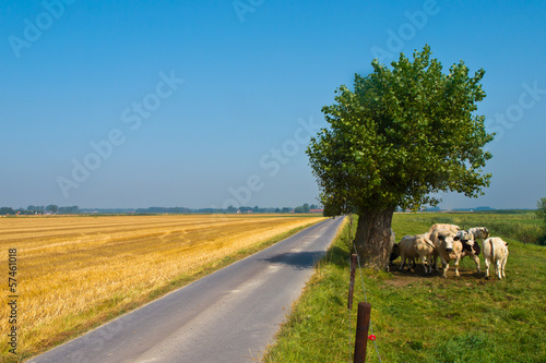 Straight Country Road