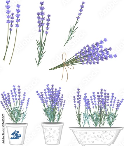 Set of lavender flowers