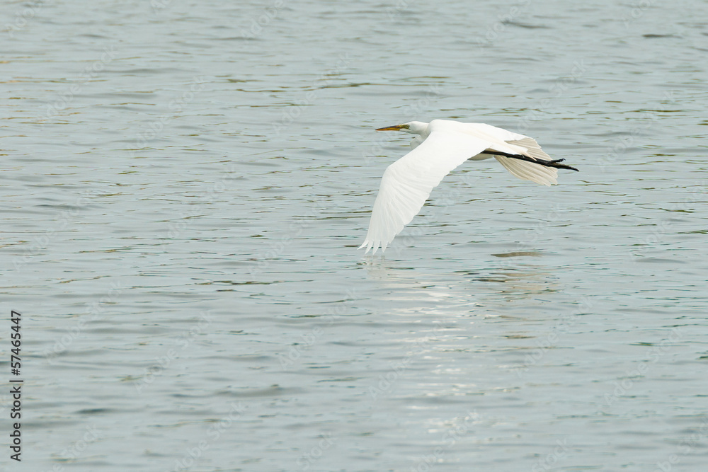 Great White Egret Great White Egret