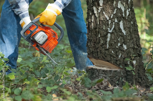 Lumberjack cuts down the tree by the chainsaw