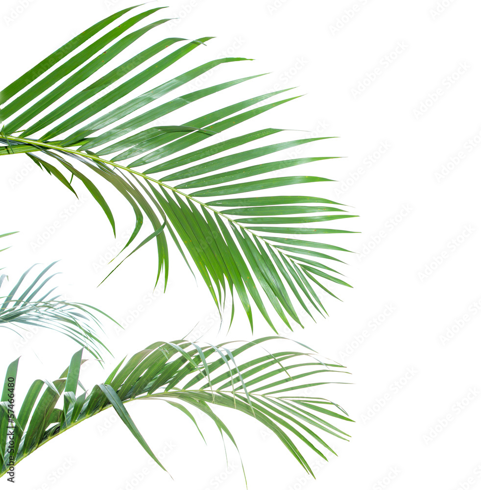 Fototapeta premium Palm leaves