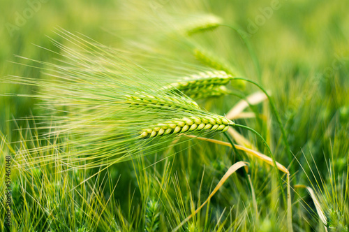 Green wheat field