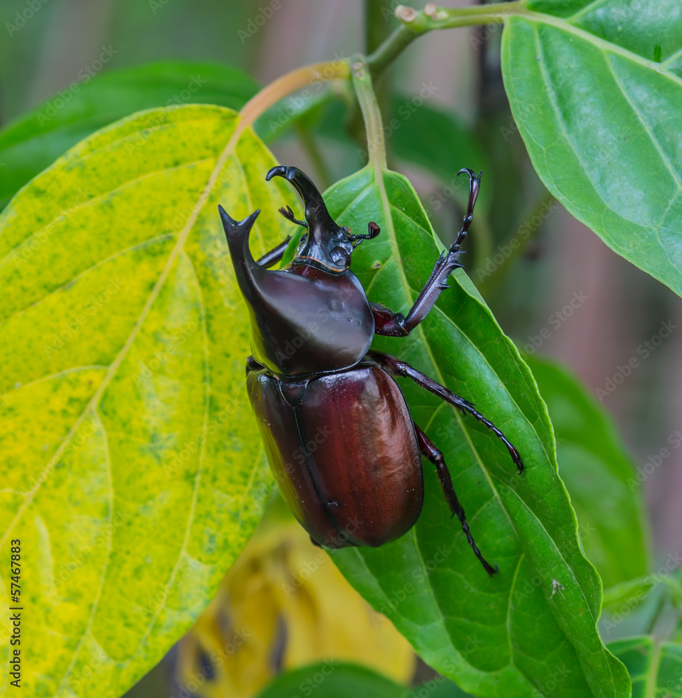 Rhinoceros beetle on tree Rhinoceros beetle on tree