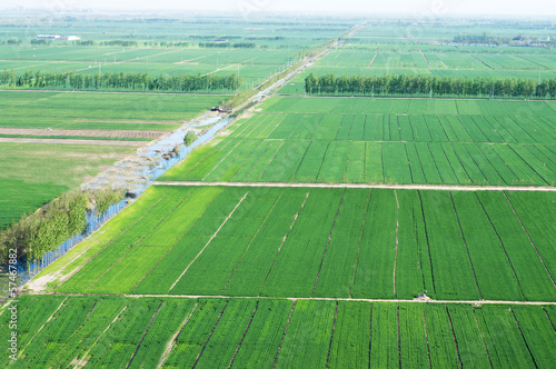 wheat fields