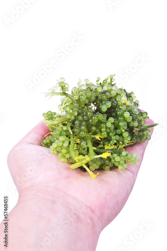 Oval sea grapes seaweed