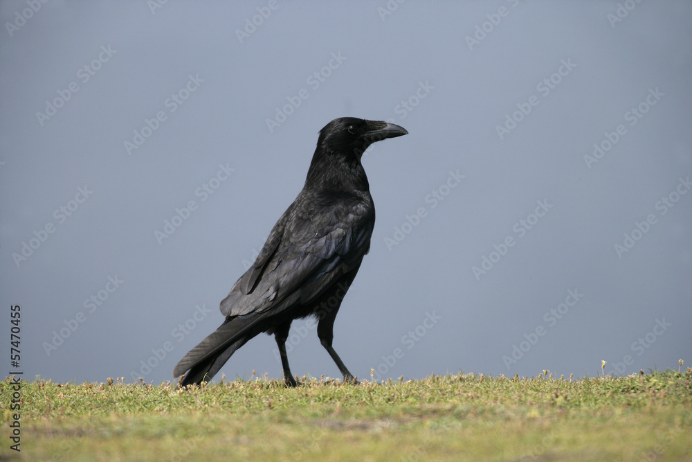 Carrion crow, Corvus corone Carrion crow, Corvus corone