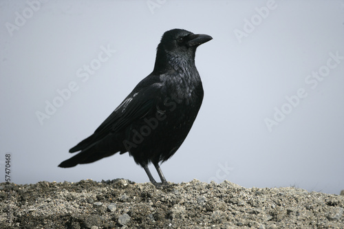 Carrion crow, Corvus corone