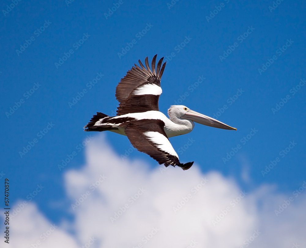 Obraz premium Pelican flies in the sky