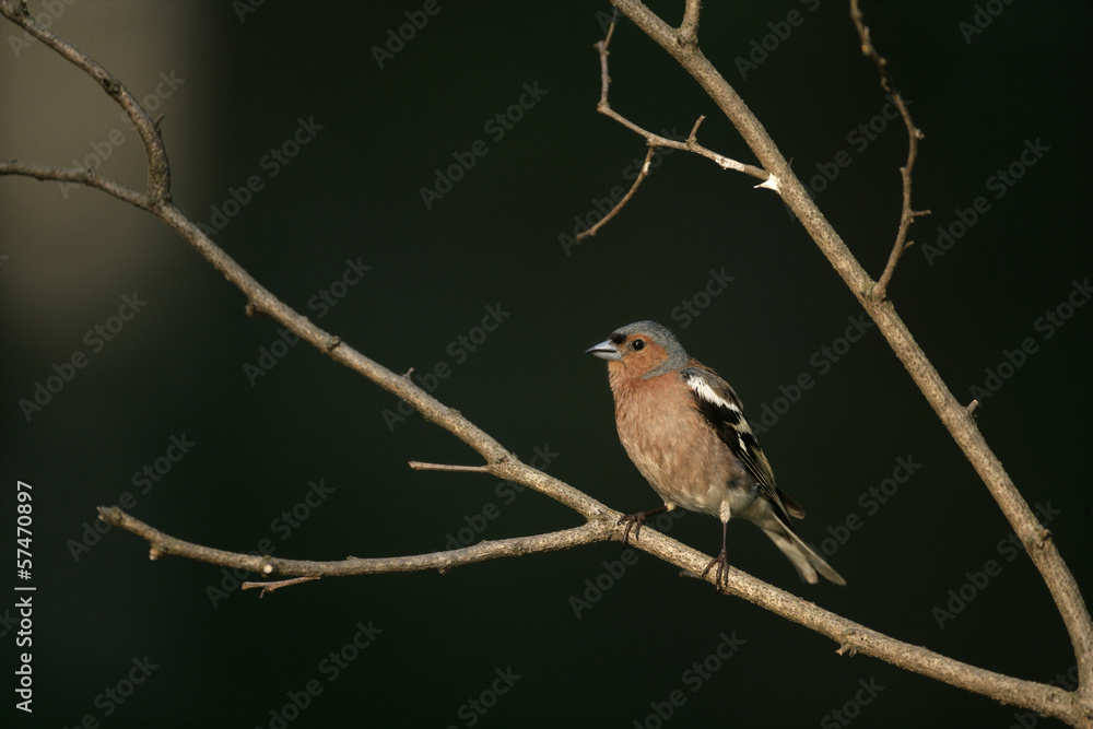Chaffinch, Fringilla coelebs, Chaffinch, Fringilla coelebs,