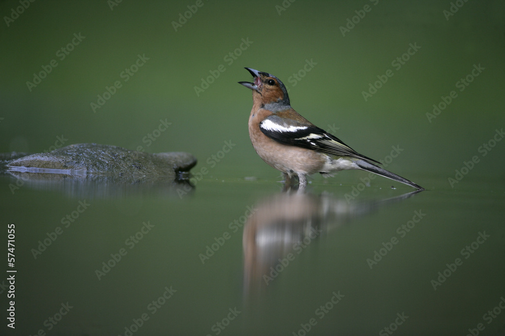 Obraz premium Chaffinch, Fringilla coelebs,