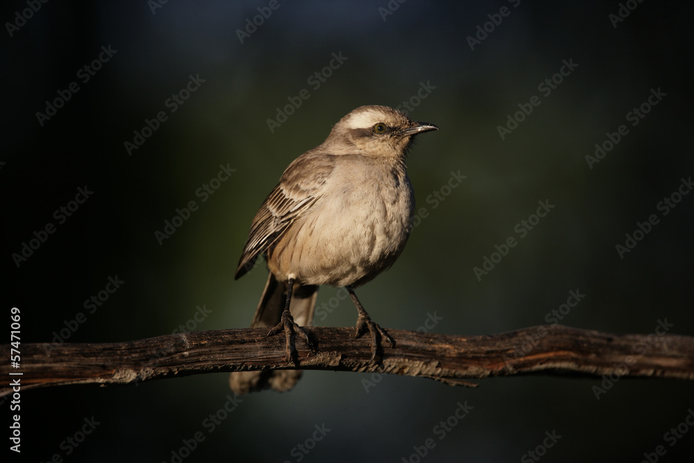 Chalk-browed mockingbird, Mimus saturninus, Chalk-browed mockingbird, Mimus saturninus,
