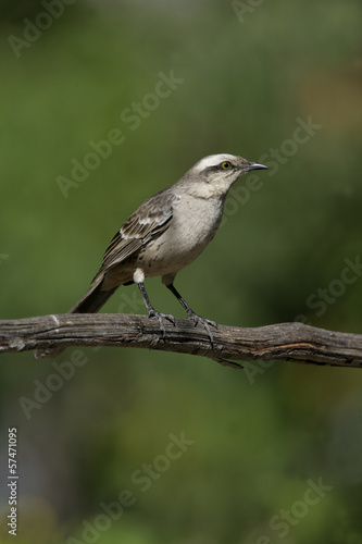 Chalk-browed mockingbird, Mimus saturninus,