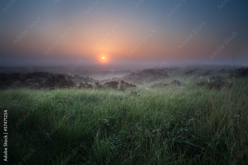 misty calm sunrise over swamp with heather