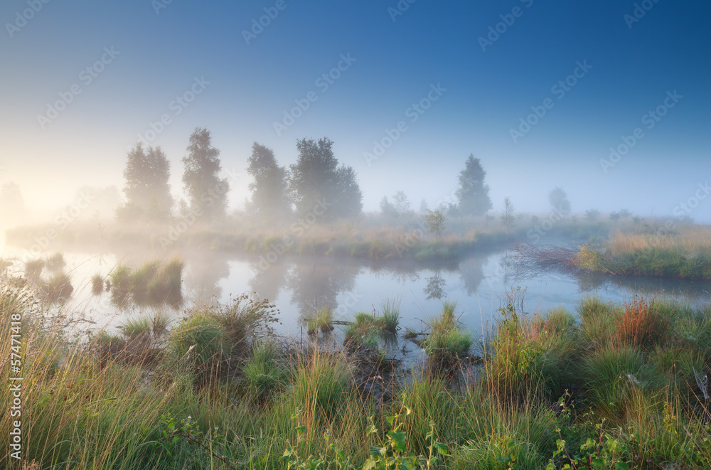 silent misty morning over swamp