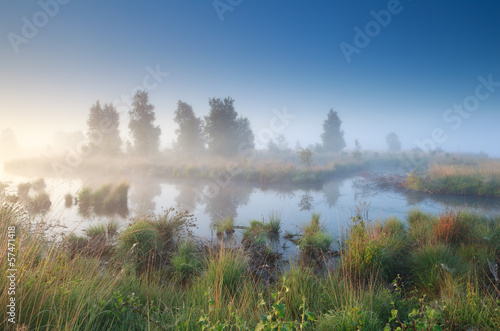 silent misty morning over swamp