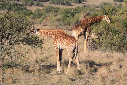 Giraffen beim Essen