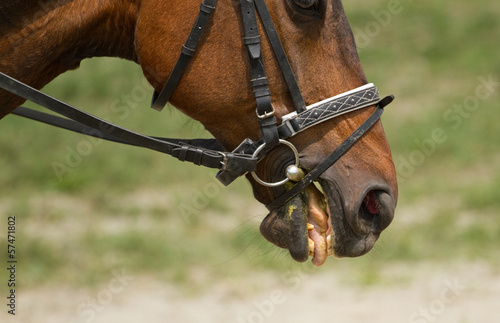 Portrait of horse with bits © Farmer
