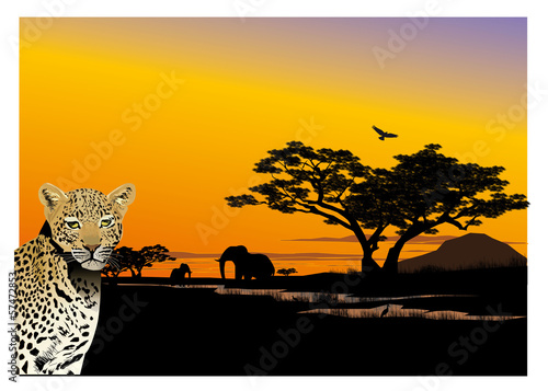 Leopard in Afrika