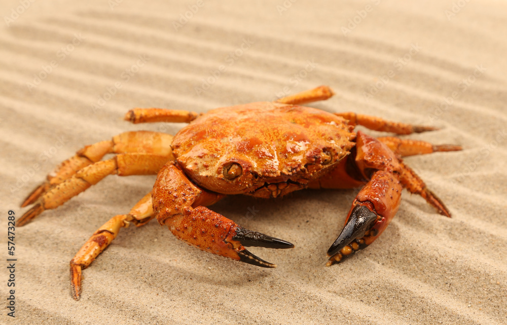 Red crab on the sea sand