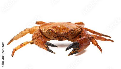 Red crab close up