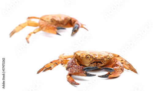 Two red crabs close up