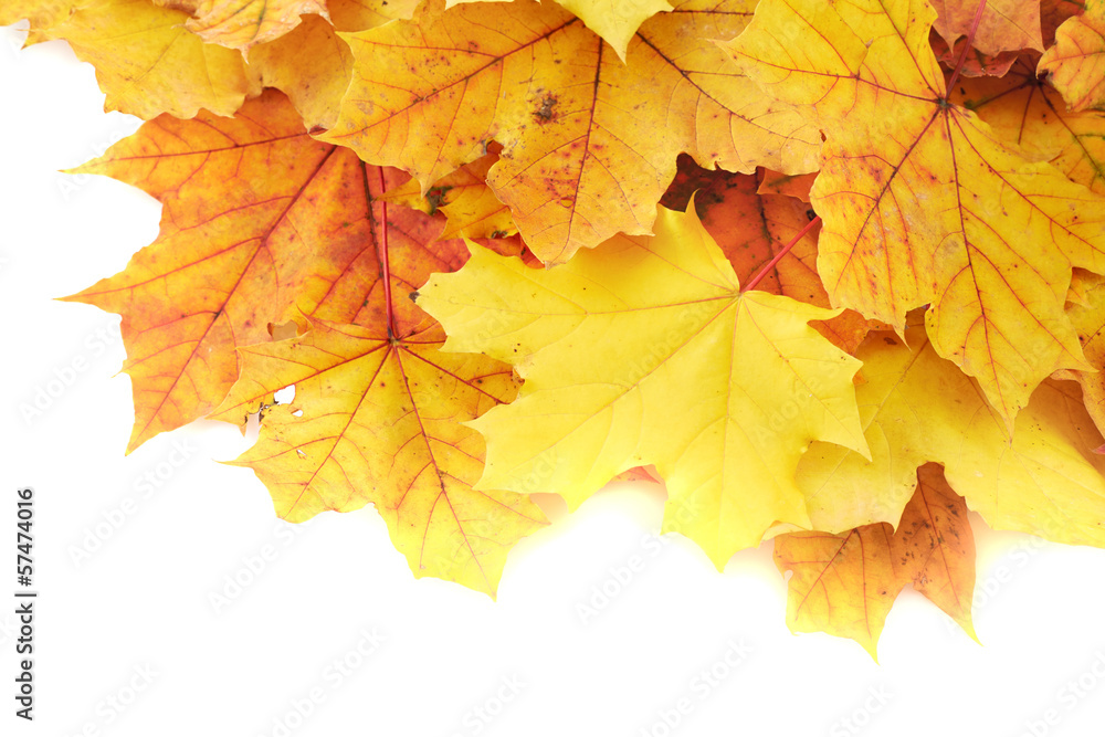 Maple-leaf leaves composition