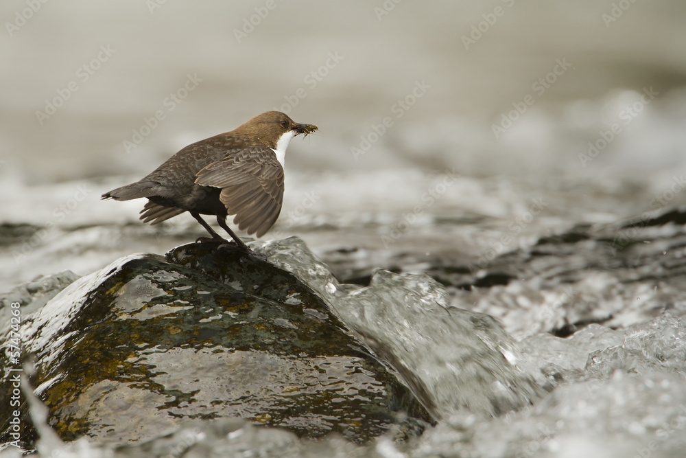 White-throated dipper, river bird - Hautes-Vosges, France