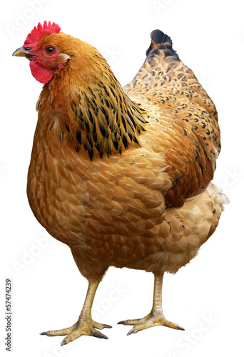 Fotografia, Obraz Brown hen isolated on a white background.