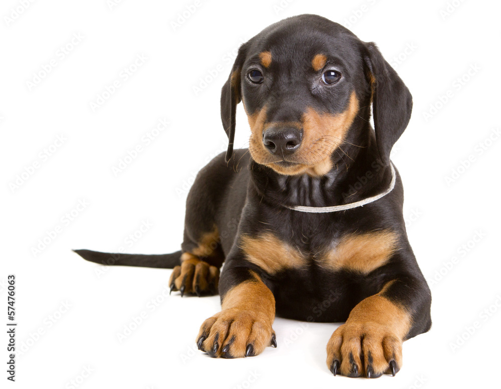 Purebred German Pinscher puppy