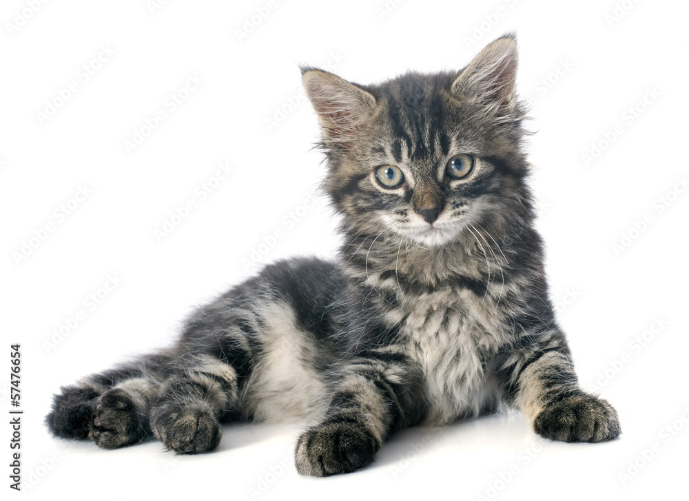 Obraz premium gray kitten