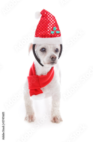Pet dog wearing  Christmas headband and scarf © Leah-Anne Thompson
