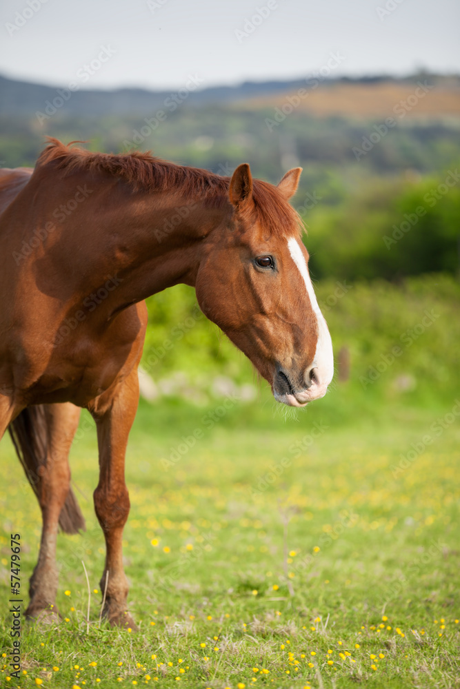 Fototapeta premium Bay horse, 6 years old, outdoors in the rays of the sunset
